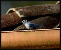 Blue-grey Tanager