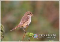 여섯번째 미기록종은 붉은등때까치(Lanius collurio)입니다.