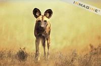 African Hunting or Wild Dog (Lycaon pictus) photo