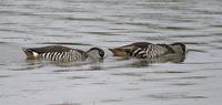 Pink-eared Ducks