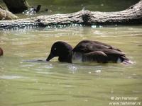 Baer's pochard - Aythya baeri