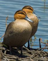 Philippine Duck Anas luzonica Endemic Vulnerable