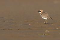 Greater sandplover C20D 02258.jpg