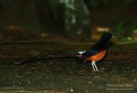 White-rumped Shama