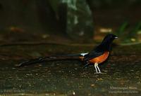 White-rumped Shama