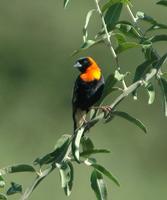 Southern Red Bishop p.536