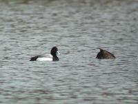 Lesser Scaup (Aythia affinis)