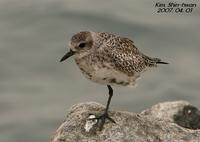 개꿩(Pluvialis squatarola) (Black-bellied Plover(Grey Plover))