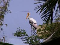 Painted Stork