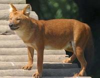 Photograph of a dhole Cuon Alpinus