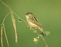 Zitting Cisticola (Cisticola juncidis)