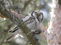 Northern Hawk Owl (Surnia ulula)