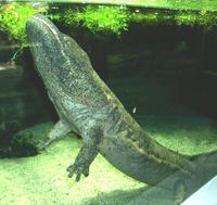 : Andrias davidianus; Chinese Giant Salamander