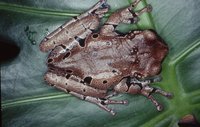 : Anotheca spinosa; Coronated Treefrog