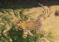 : Bufo brongersmai
