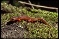 : Ensatina eschscholtzii xanthoptica; Yellow-eyed Ensatina