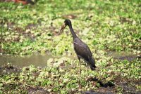 : Anastomus lamelligerus; African Openbilled Stork