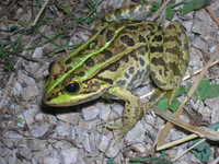 : Rana hispanica