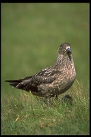 : Catharacta skua; Great Skua