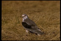 : Elanus caeruleus; Black-shouldered Kite