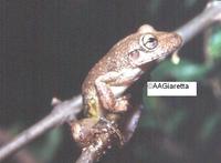 : Scinax hayii