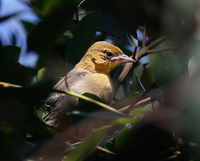 : Icterus bullockii; Bullock's Oriole