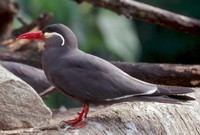 : Larosterna inca; Inca Tern