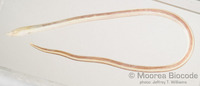 : Callechelys catostoma