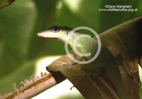 : Anolis extremus; Barbados Anole