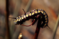 : Danaus gilippus