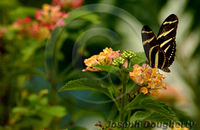 : Heliconius sp.; Passion Vine Butterfly;
