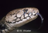 : Naja mossambica; Mozambique Spitting Cobra