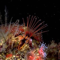 : Balanus nubilus; Giant Acorn Barnacle