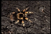 : Brachypelma smithi; Red-kneed Tarantula