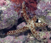 : Linckia multifora