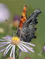 : Polygonia gracilis; Hoary Comma