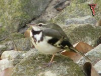 Forest Wagtail(Dendronanthus indicus)