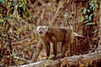 Northern pig-tailed macaque