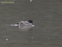 Fig. 02 청머리오리 Falcated Teal