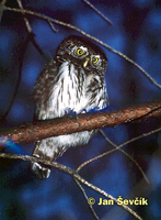 Photo of kulíšek nejmenší, Pygmy Owl, Sperlingskauz, Glaucidium passerinum.