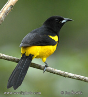 Photo of trupiál karibský Icterus dominicensis Black-cowled Oriole Bolsero Capuchinegro