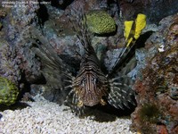Almindelig Dragefisk (Pterois volitans) Foto/billede af