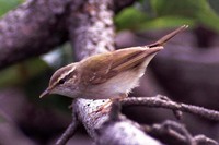 Sakhalin Leaf Warbler　or Eastern Pale-legged Leaf Warbler (Phylloscopus borealoides)