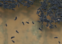 Hypogastrura