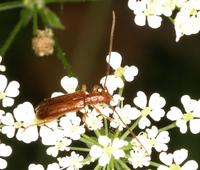 Obrium brunneum