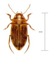 Nebrioporus ceresyi