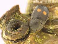 Nitidula bipunctata