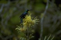 Langsnavelige Groene Honingzuiger (Nectarinia notata) 41K