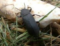 Tenebrio punctipennis