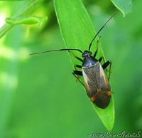 Adelphocoris seticornis